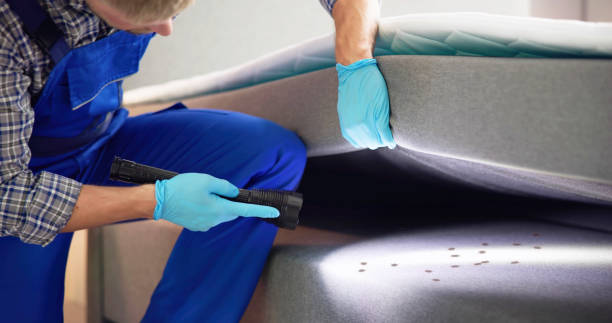 Best Local Pest Control Services  in Star Valley, AZ