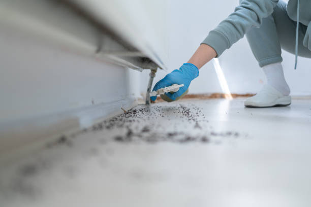 Best Flea Control Services  in Star Valley, AZ